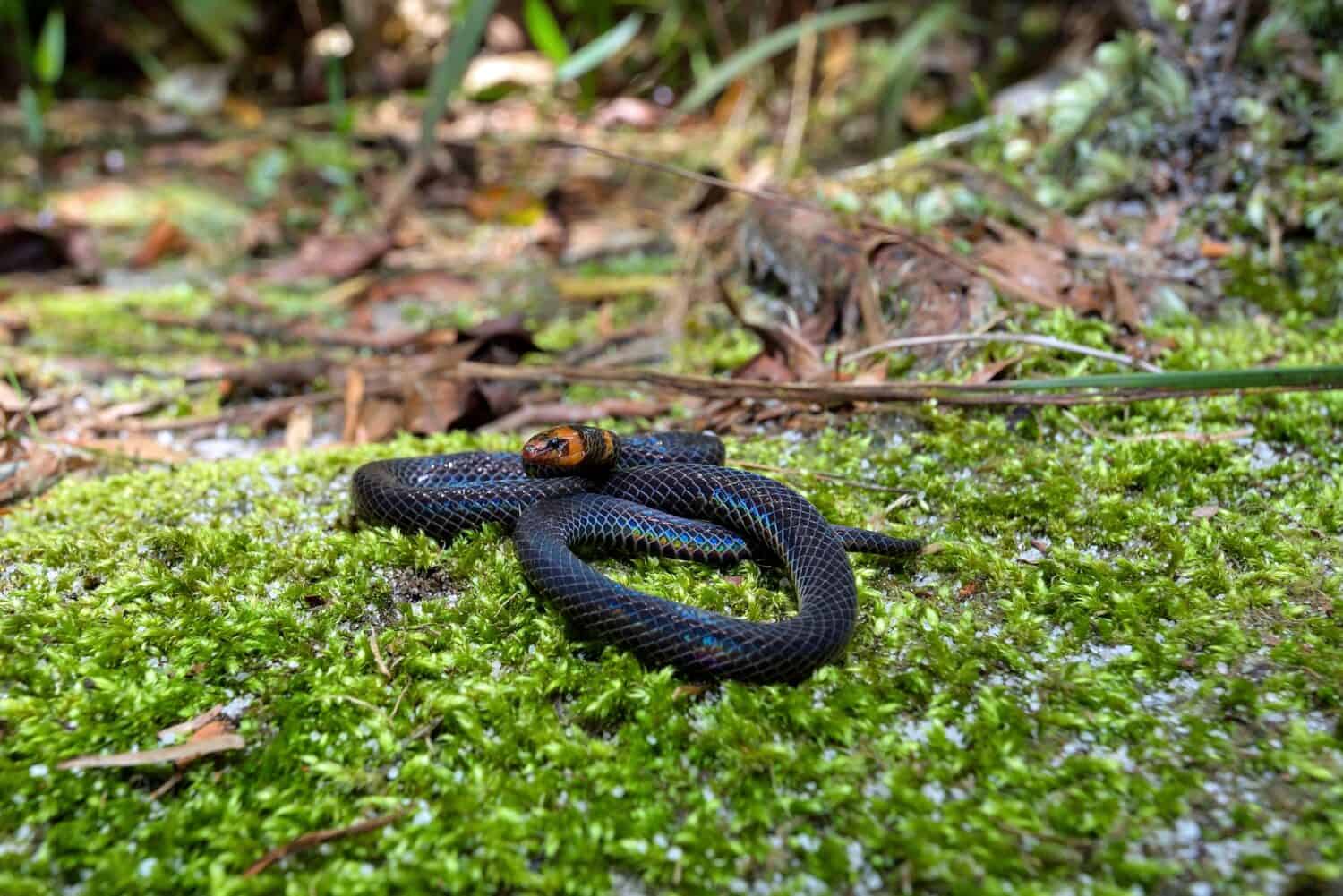 One of the smallest Reed Snakes, Pseudorabdion longiceps inhabits mainly forested areas hiding under logs, rocks or leaf litter. Its colour varies from black, brown to reddish brown