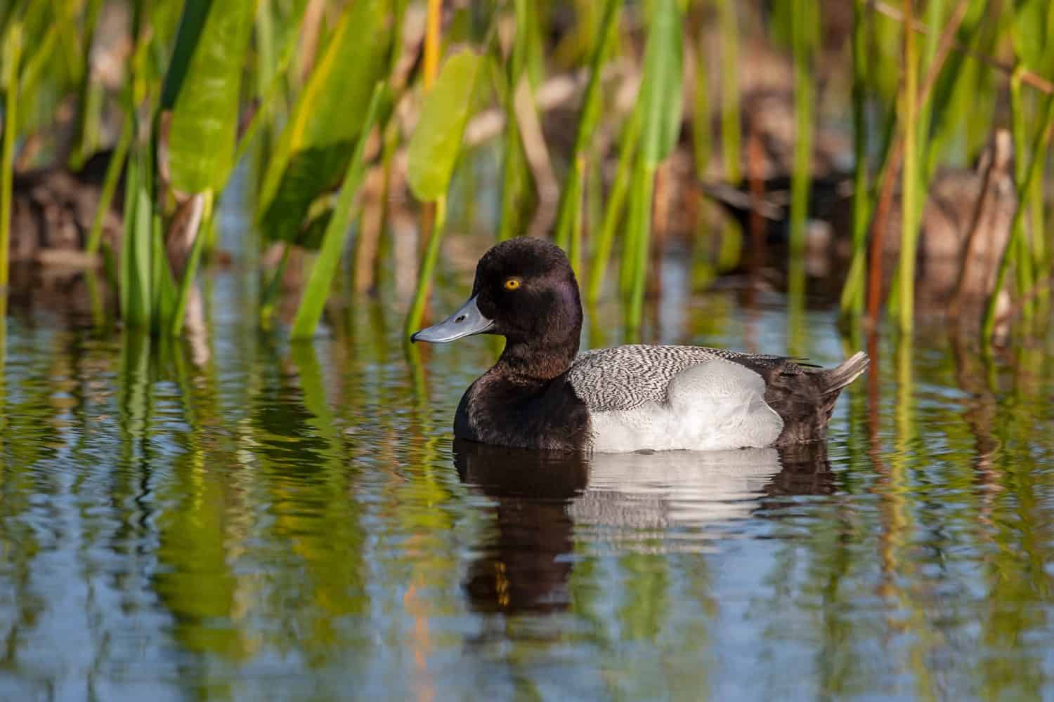 Lesser Scaup drake (Aythya affinis) swimming in wetland pond.