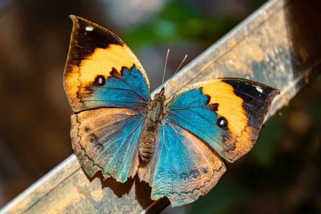 Kallima inachus, orange oakleaf butterfly, on a sunny summer day