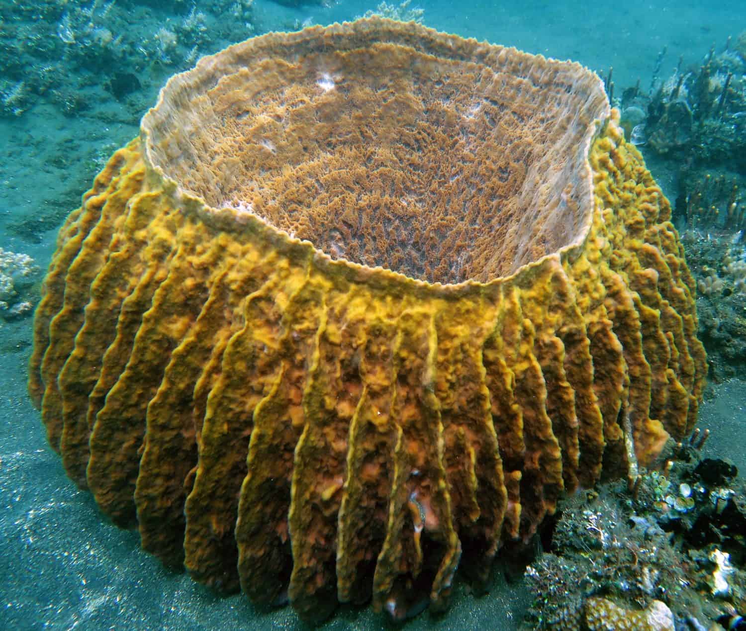 Barrel Sponge or Xestospongia testudinaria is a species of barrel sponge in the family Petrosiidae