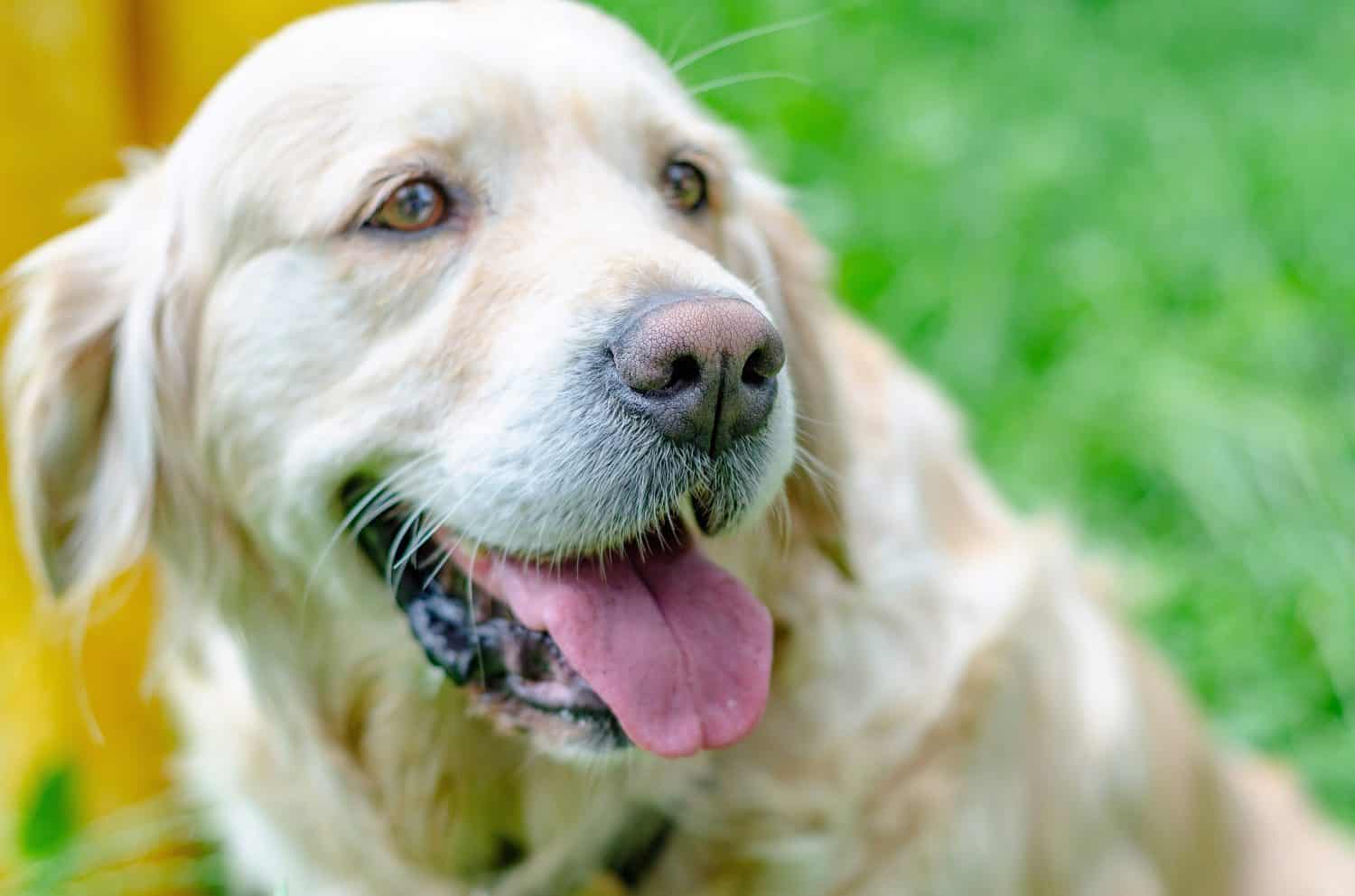 Cute beige labrador dog is sitting in green grass in park. Funny animals.