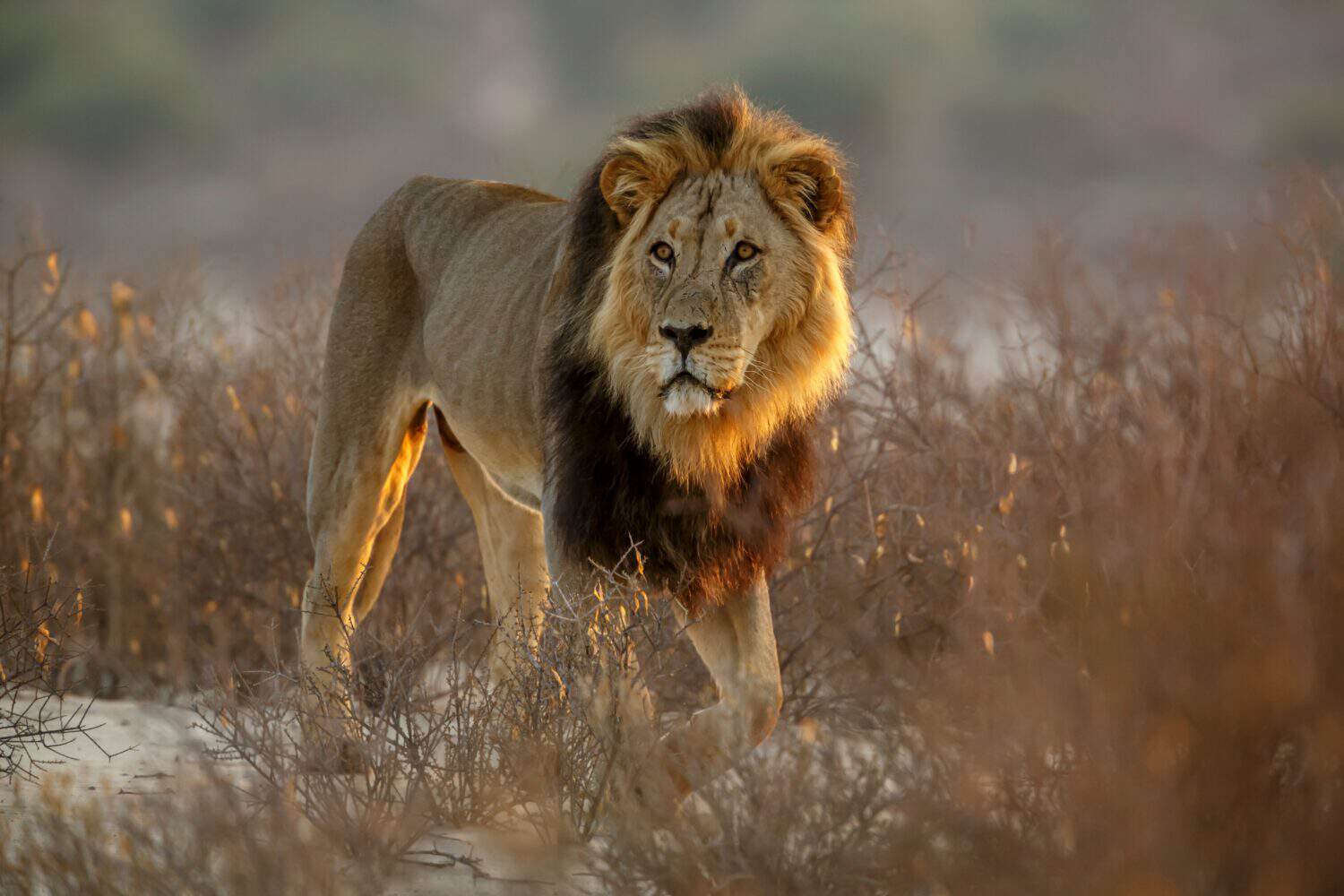 African lion male black mane front view in bush in Kgalagadi transfrontier park, South Africa; Specie panthera leo family of felidae
