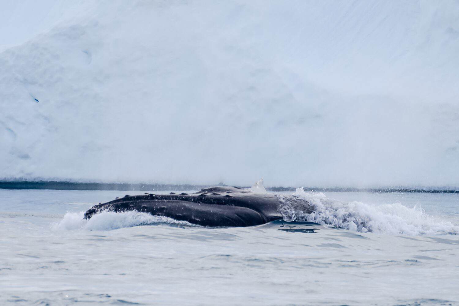 Humpback whale swimming near icebergs - head closeup