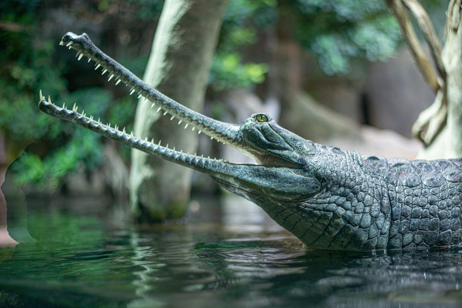 crocodile with thin toothed mouth