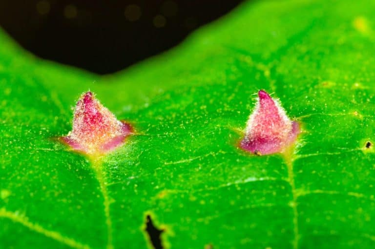 Red, crowned galls of the cone gall aphid on a witch hazel leaf, Hamamelis virginiana, in springtime at Blackledge Falls Park in Glastonbury, Connecticut.