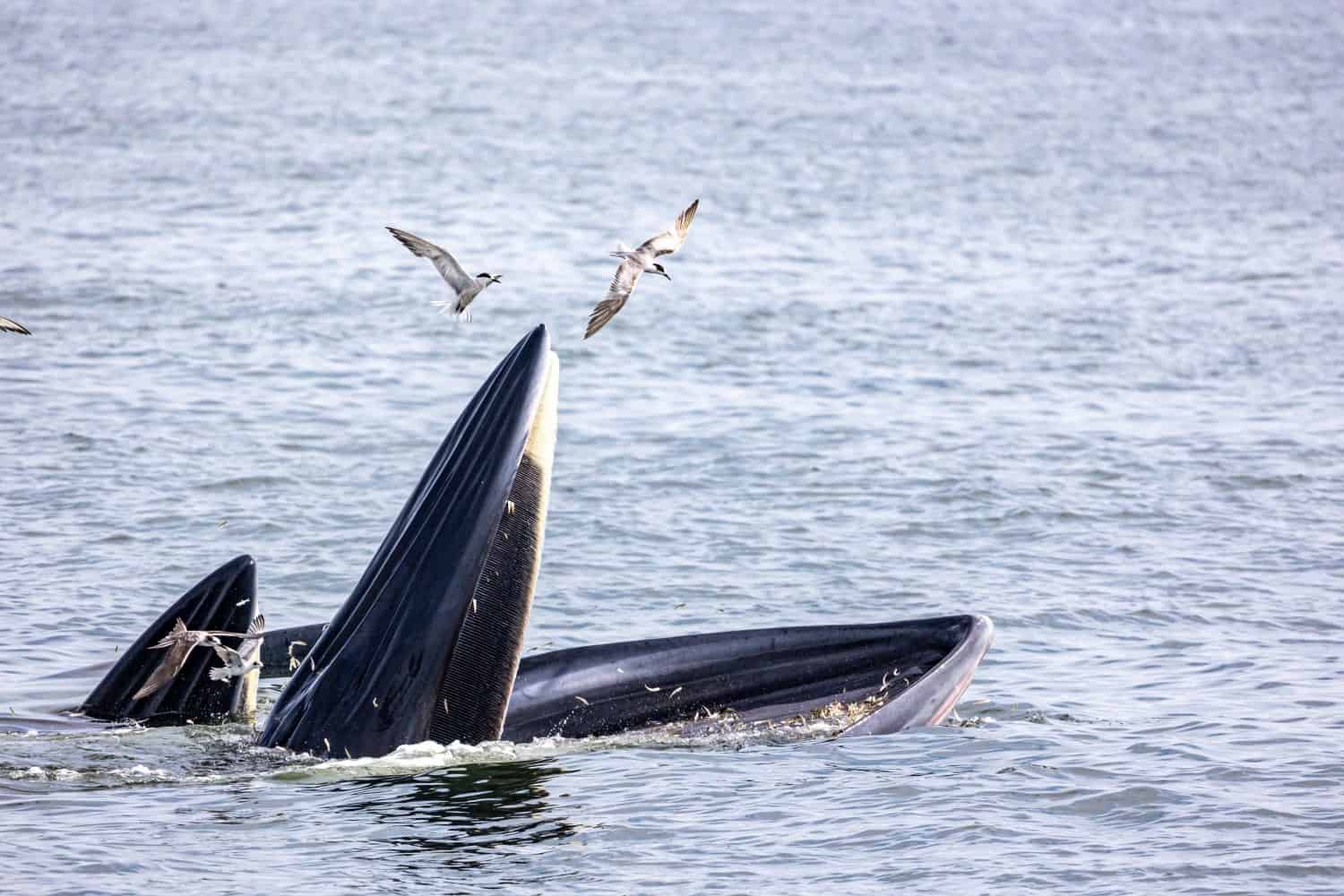 Bryde's whale (mother and child) trap feeding small fishes showing whale baleen in sunny day with seagulls in gulf of Thailand.