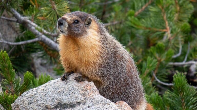 Marmot