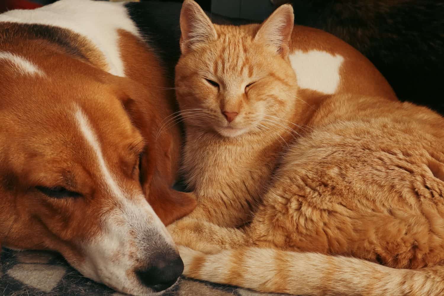 Dog and ginger cat sleep together. Friendship of pets. Cute animals are on the bed. Best friends.