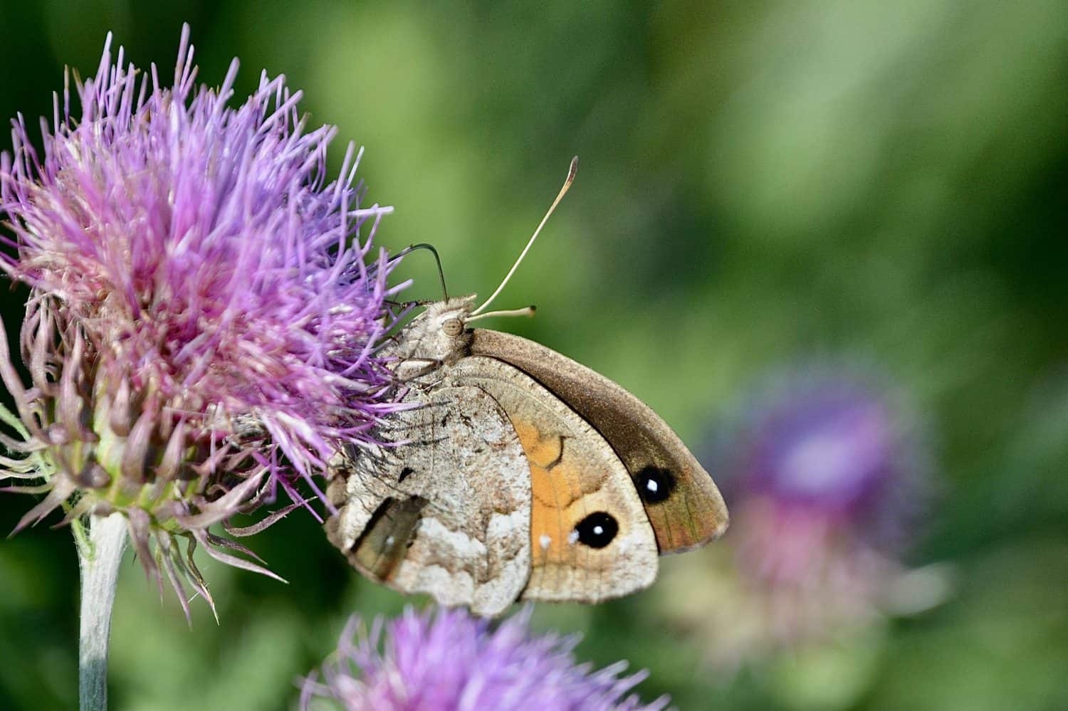 Grayling butterfly, scientific name hipparchia semele, taken in Valais, CH.