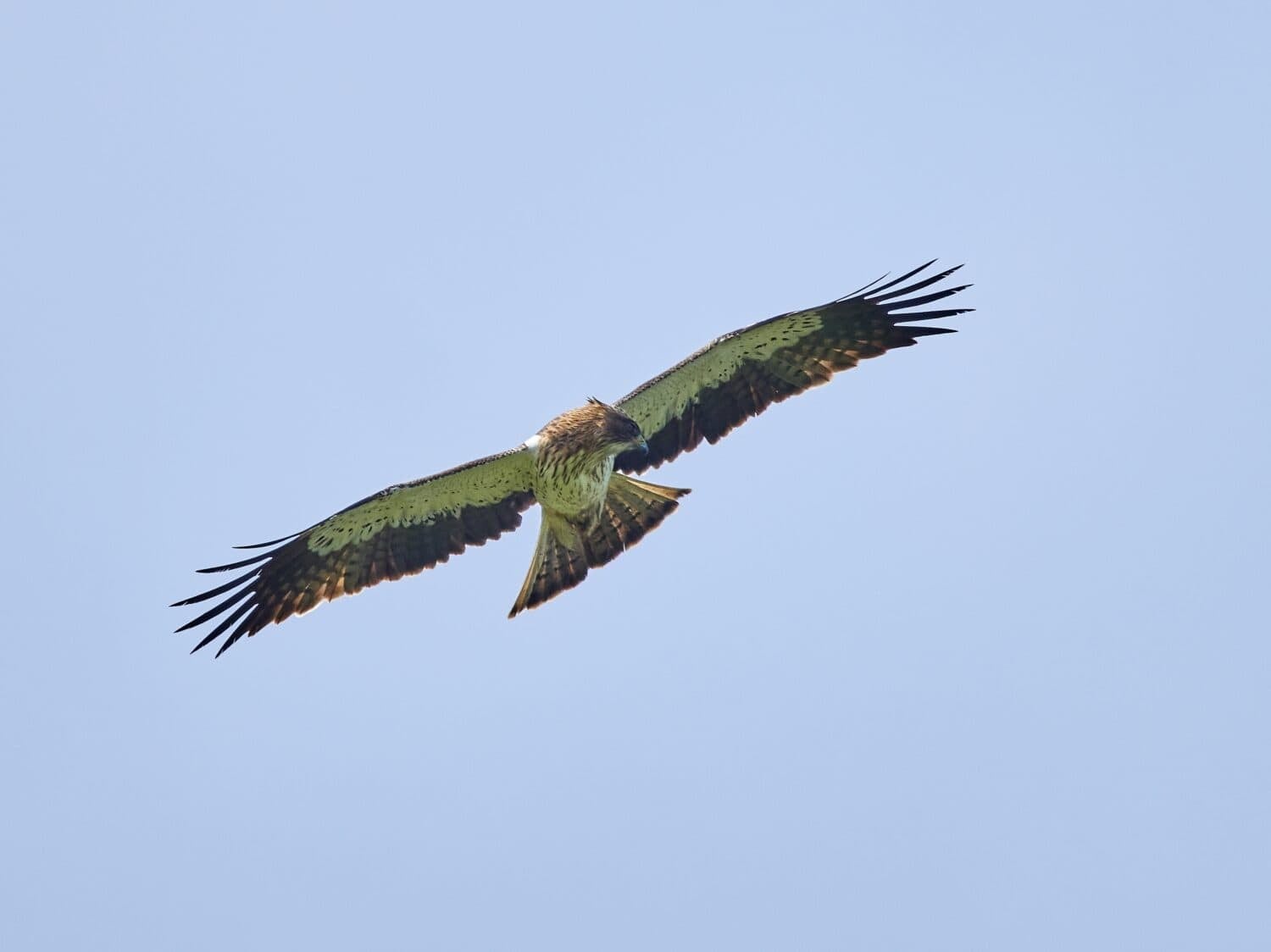 The Booted Eagle in flight (Aquila pennata)