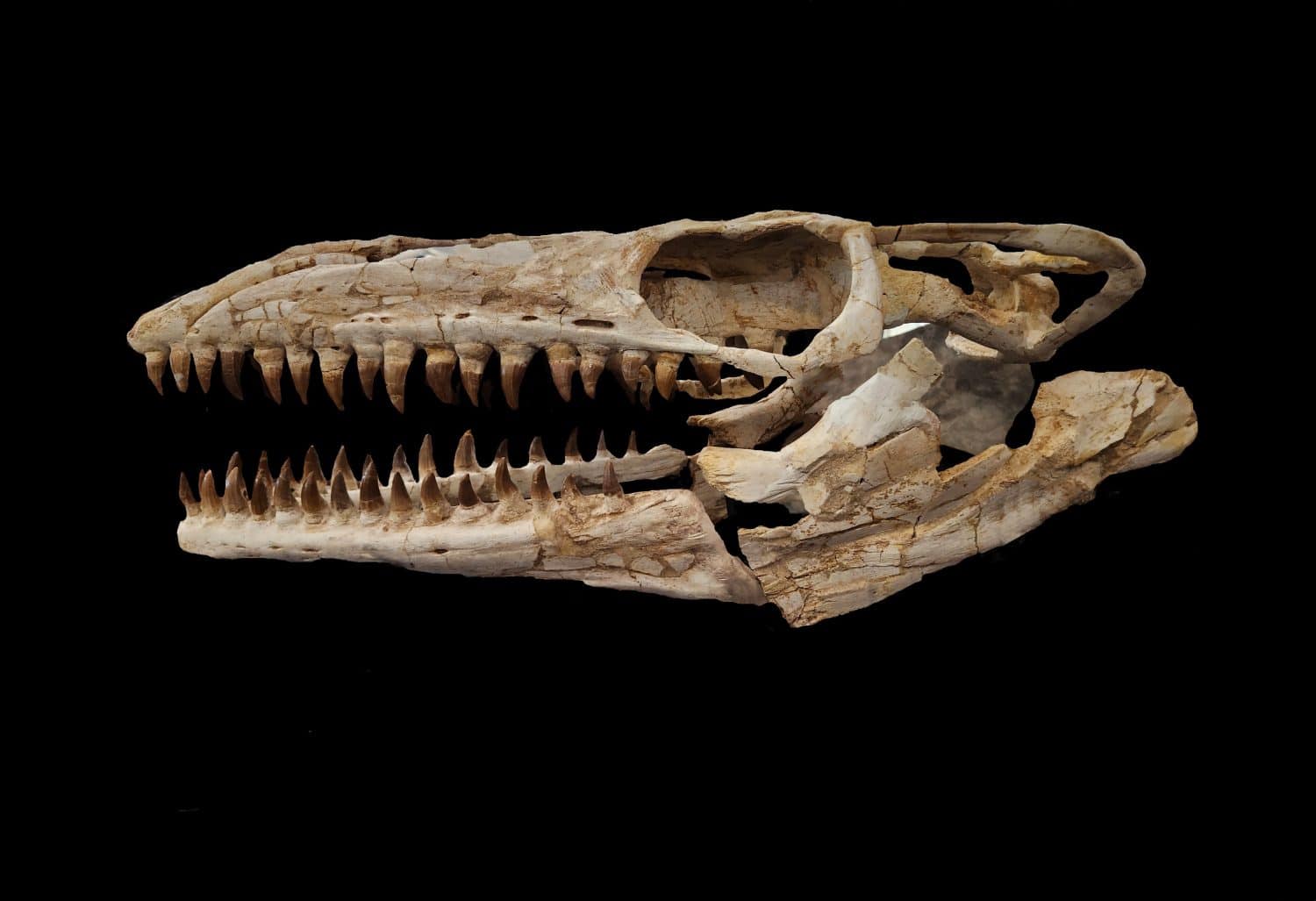 Ancient fossilized mosasaurus skull on black background