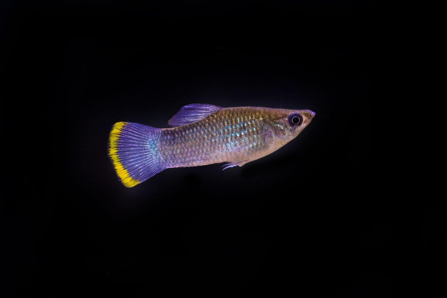 Poecilia sphenops wild form. A wild fish of the common molly