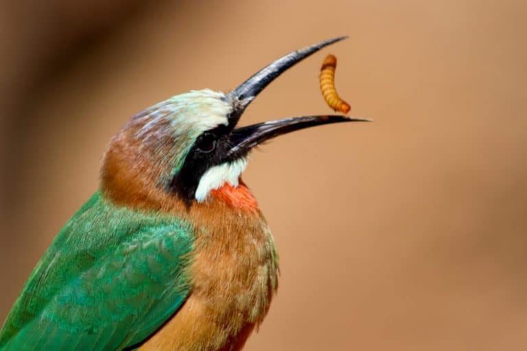 Bee-eater tossing, catching and eating grub