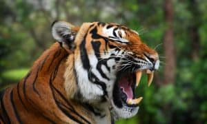 Beautiful Closeup of Indochinese tiger
