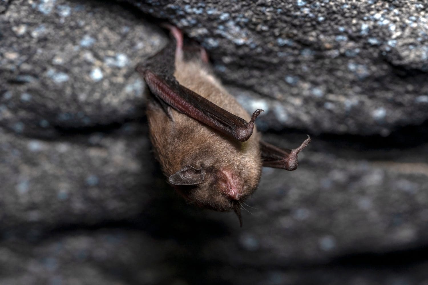 Endangered Indiana bat in torpor for the winter