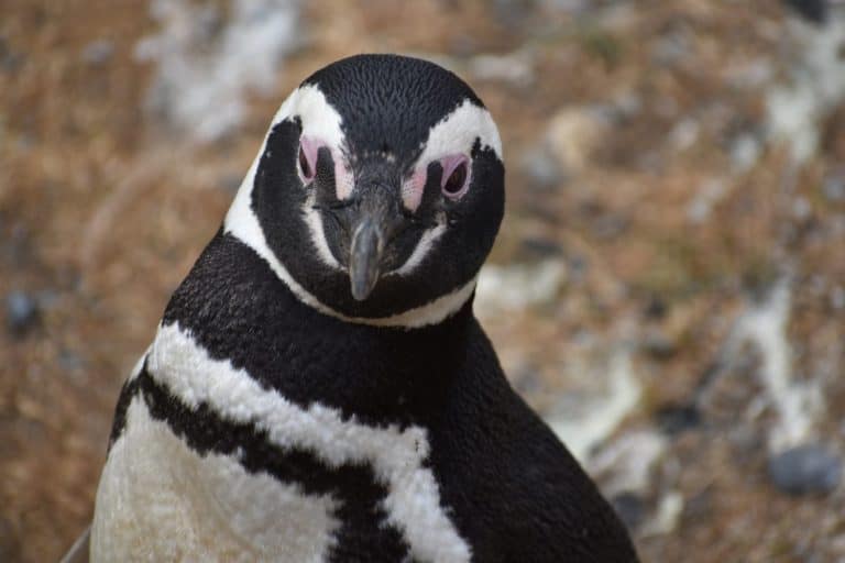 Magellanic Penguin