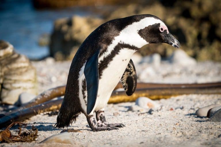 African Penguin