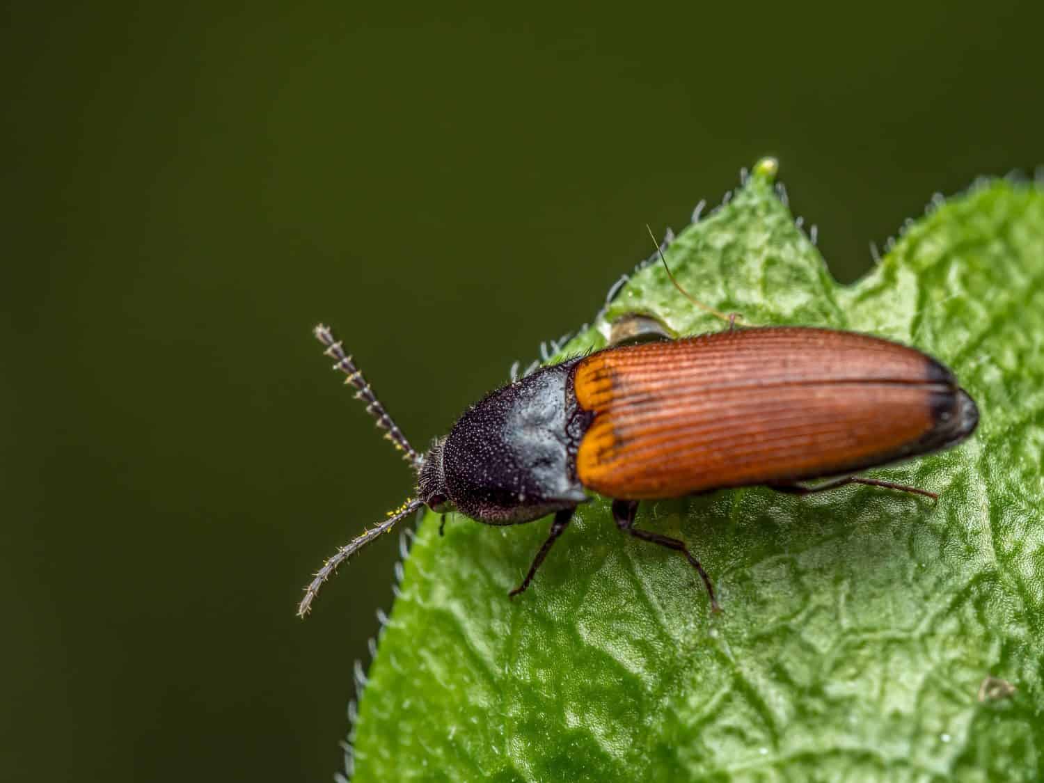 Closeup of click beetle on a flower leaf