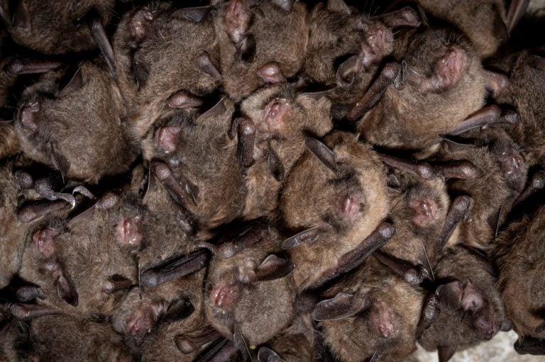 Indiana bat cluster in torpor - Middle Tennessee
