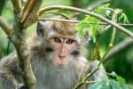 Long-tailed macaque