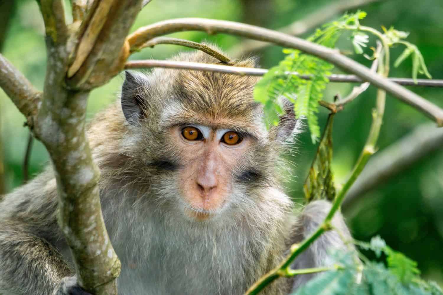 Crab-Eating Macaque Animal Facts - Macaca fascicularis - A-Z Animals