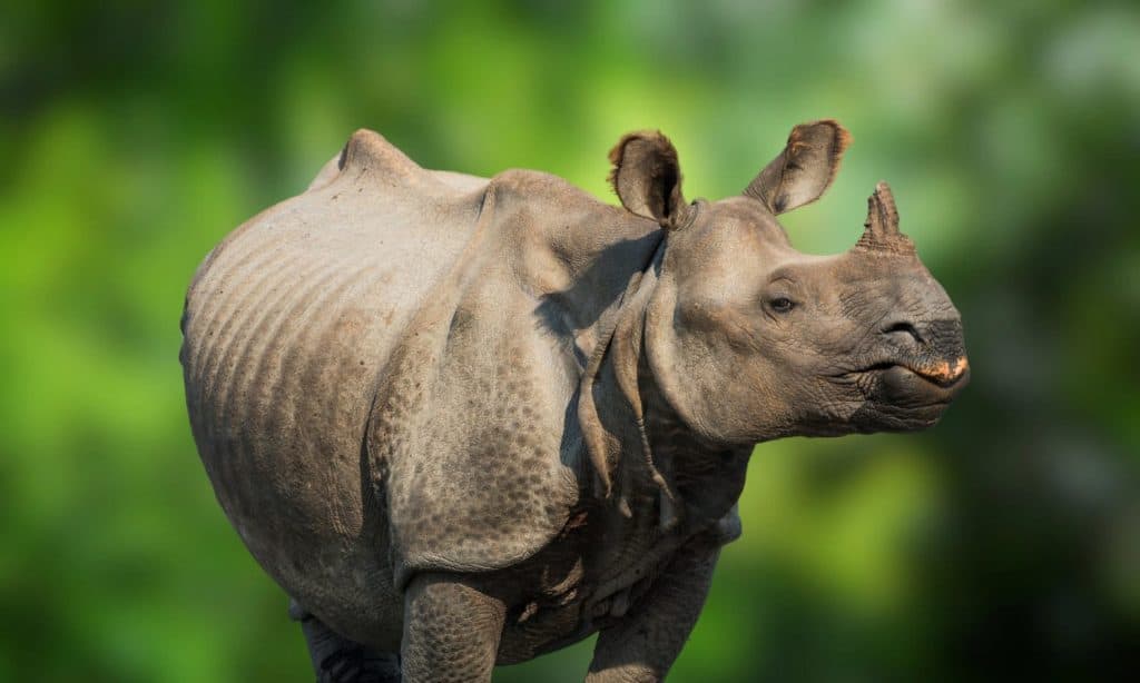 Javan Rhinoceros