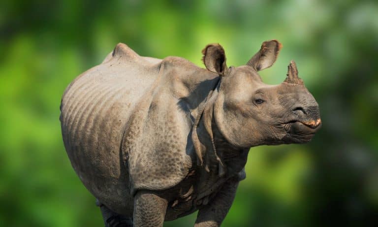 Javan Rhinoceros
