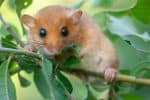 Edible dormouse