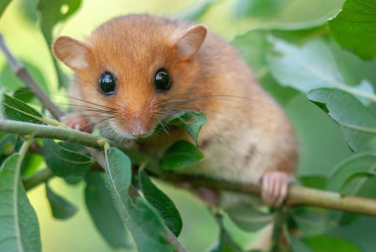 Dormouse