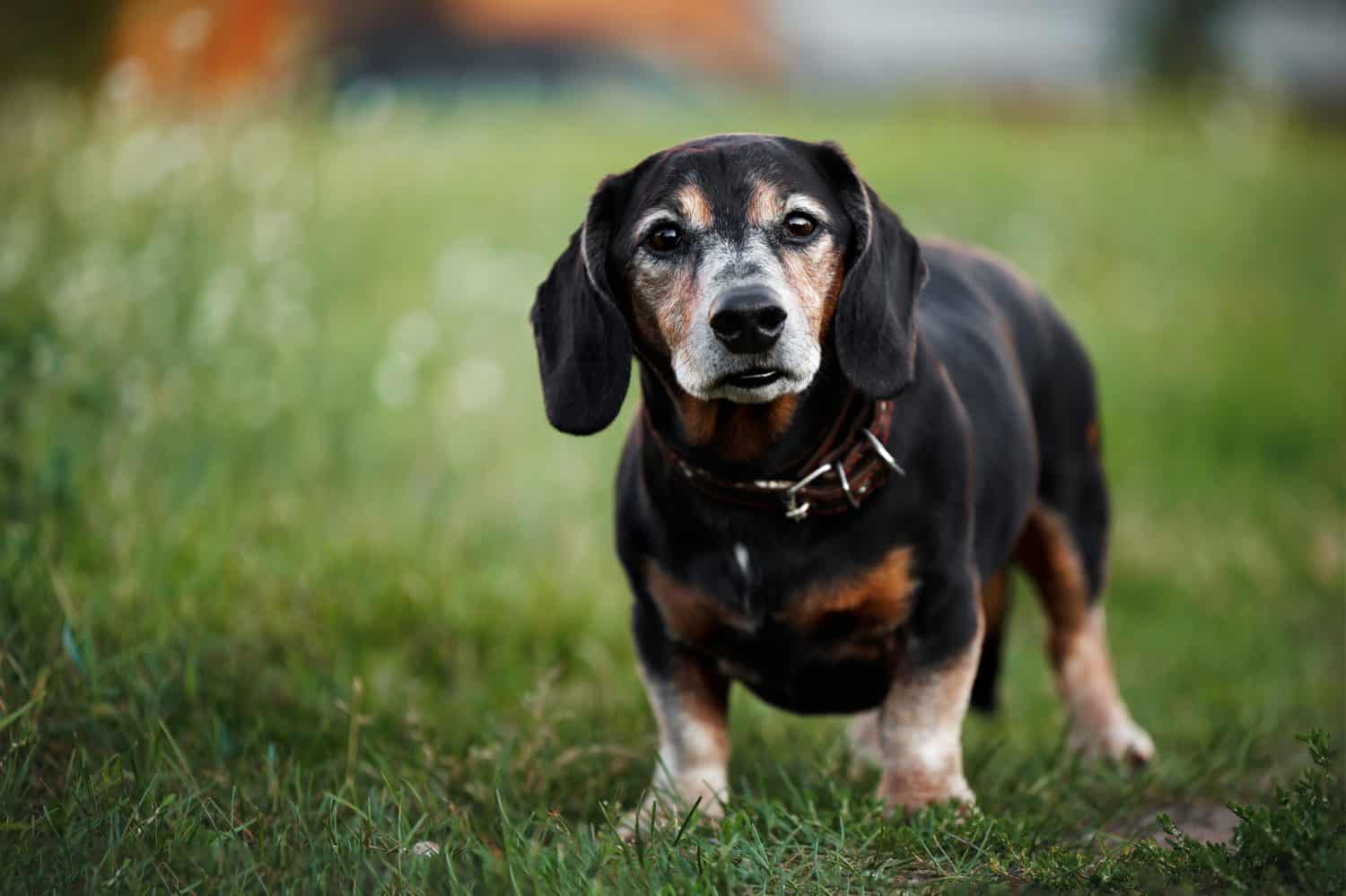 cute old dachshund dog standing on green grass in summer