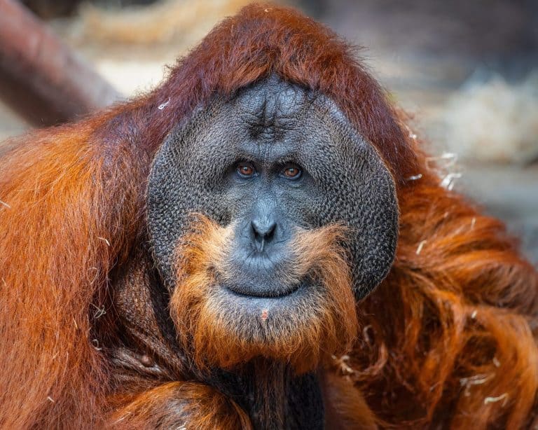 Sumatran orangutan (Pongo abelii) detail of the head. Extremely detailed face. The Sumatran orangutan is endemic to Sumatra and critically endangered. Beautiful vivid red hair.
