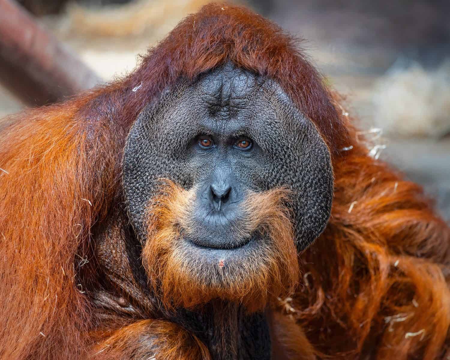Sumatran Orangutan Animal Facts - Pongo abelii - A-Z Animals