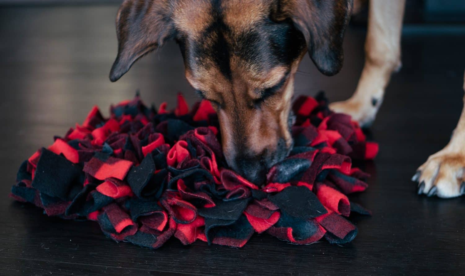 Dog snuffle mat puzzle with dog near close up details horizontal red and black