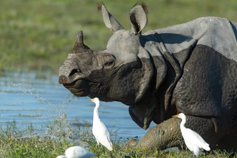 Indian Rhinoceros