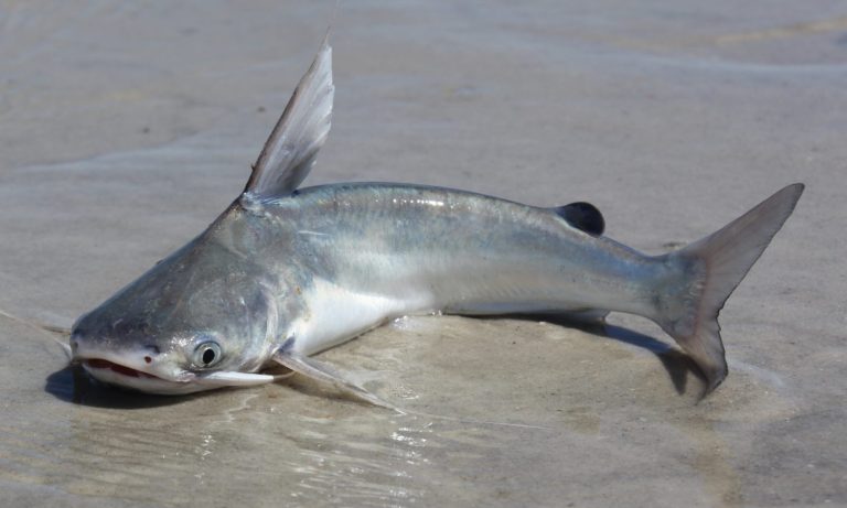 Mekong Giant Catfish (Pangasianodon gigas) isolated on white