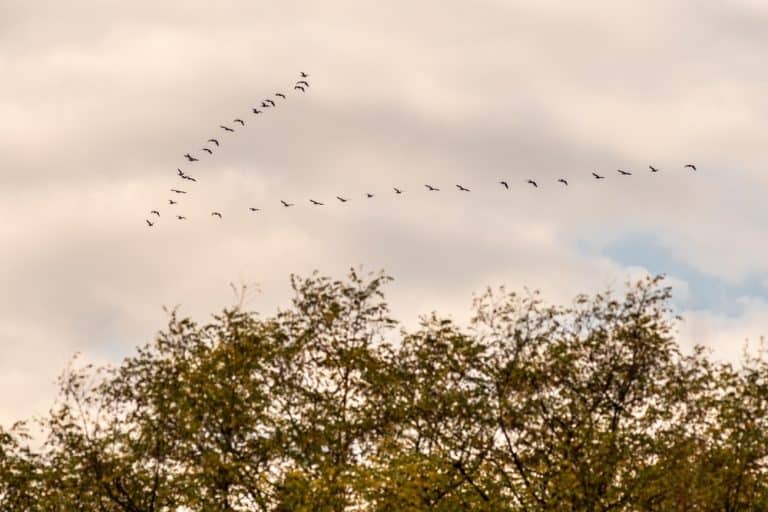 A low angle shot of cormorants flying in a pattern over a forest