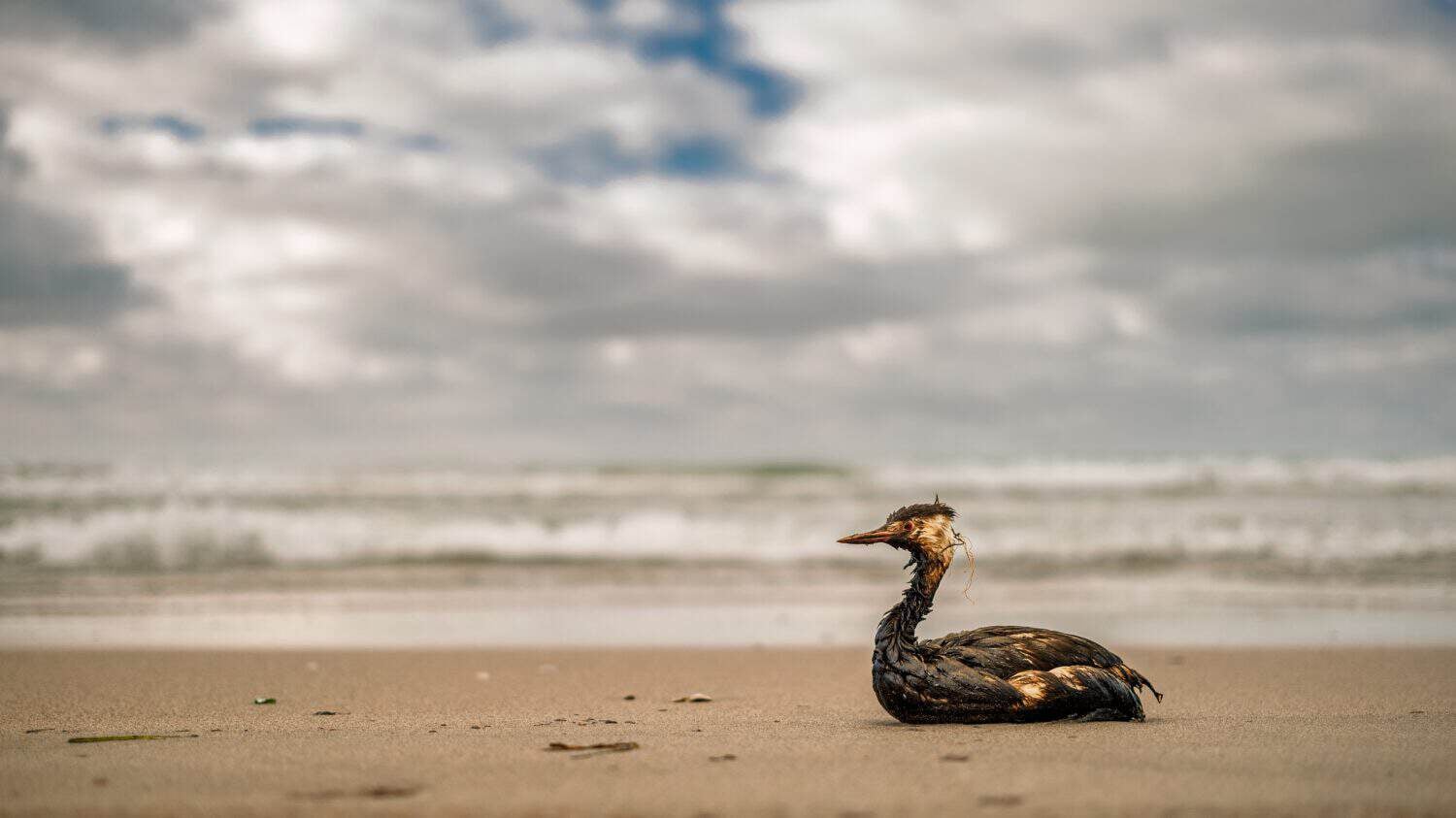 Bird covered in oil sitting on sandy seashore with surf in background, copy space for animal tragedy, environmental tragedy, oil spill