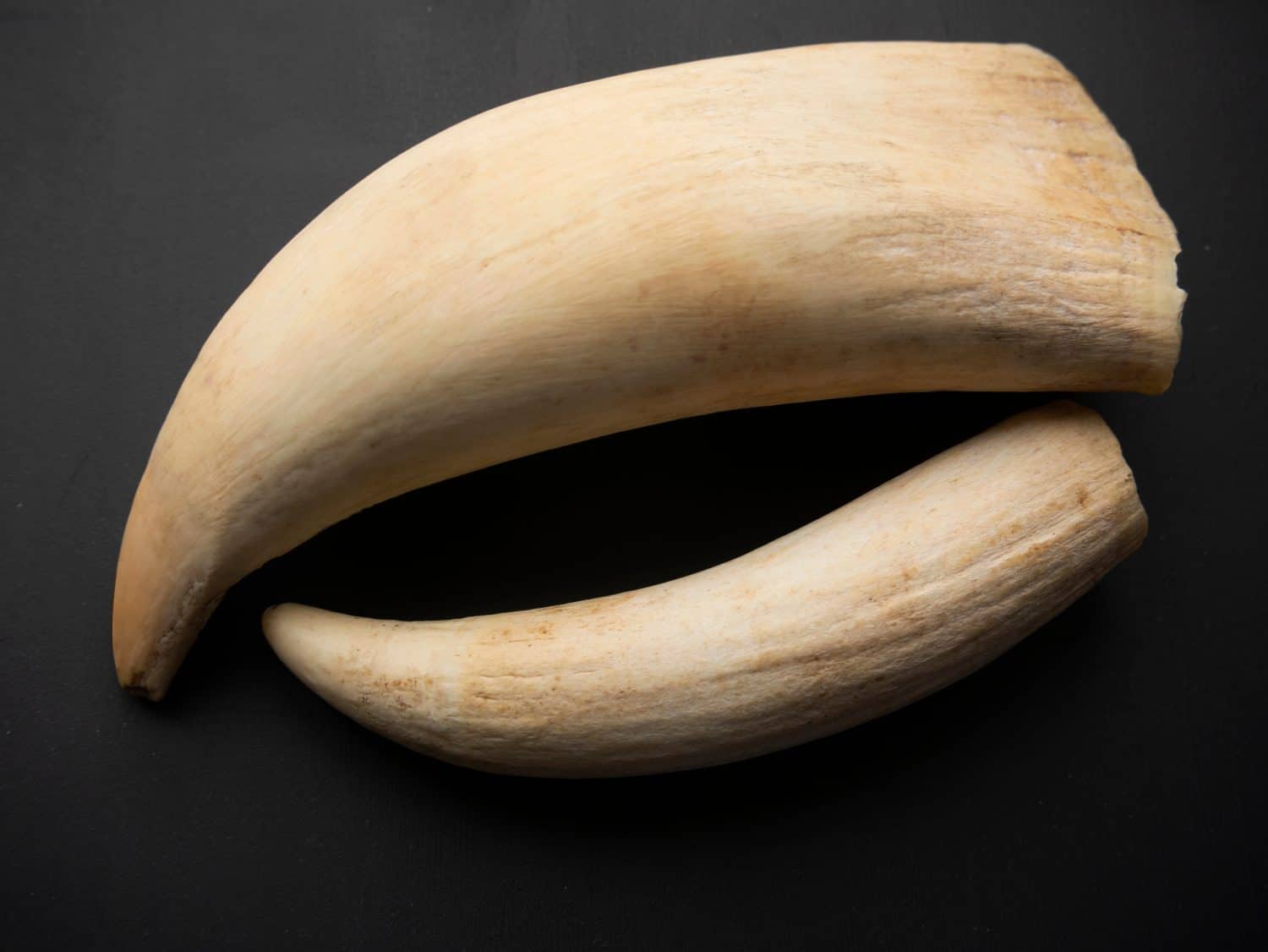 Sperm whale teeth. Natural material created for sculptural carving.