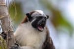 Geoffroy's tamarin