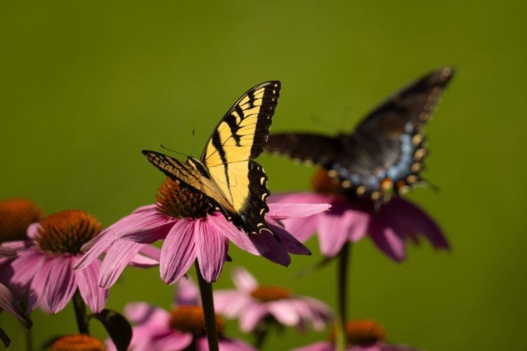 Two different swallowtail butterflies side by side in Minnesota, Agnieszka Bacal.