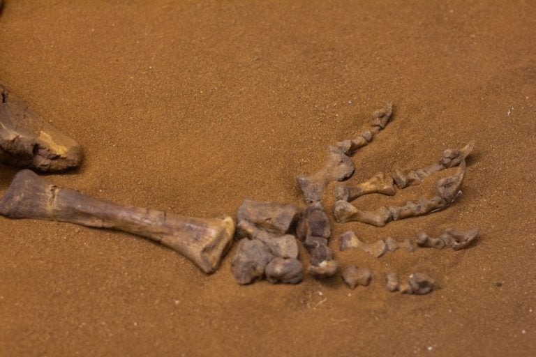 Partially discovered fossilized hand and arm bones resting on sand in a paleontology museum offer exciting insights into prehistoric life and ancient ecosystems. Fossilized skeleton in museums.