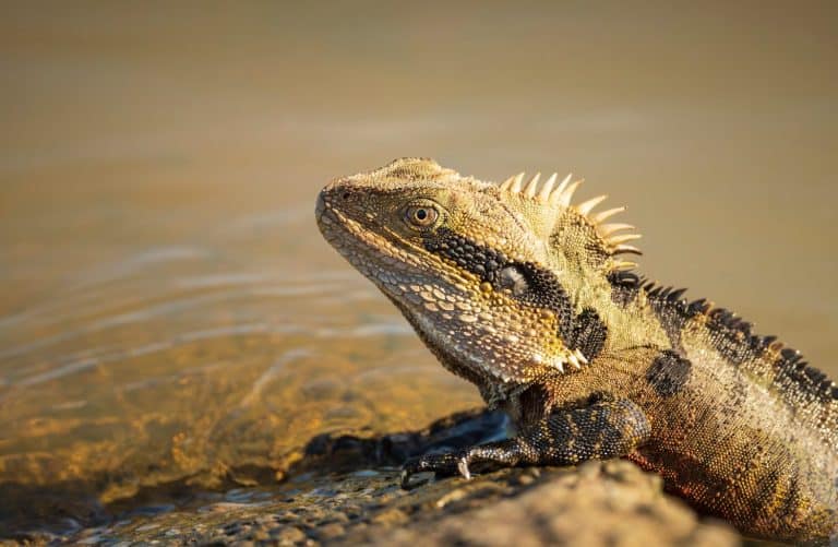 Water Dragon