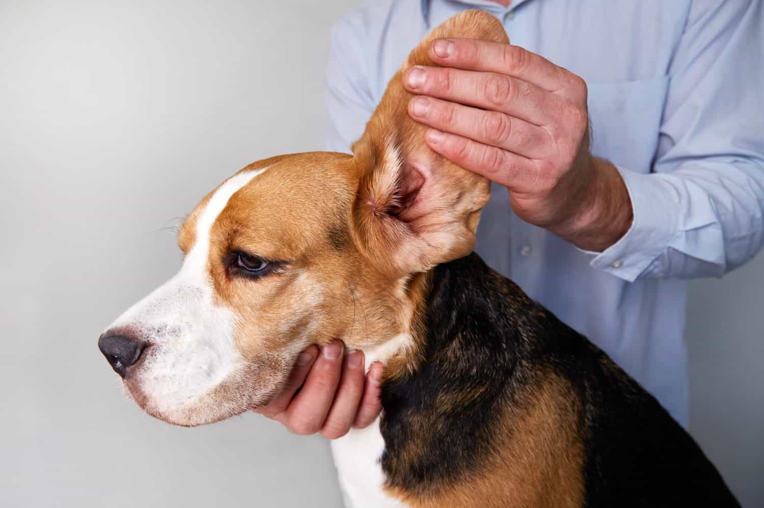 A veterinarian checks the ears of a beagle dog. Pet care. Examination of the dog at the veterinary clinic.
