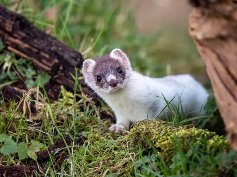 Ermine