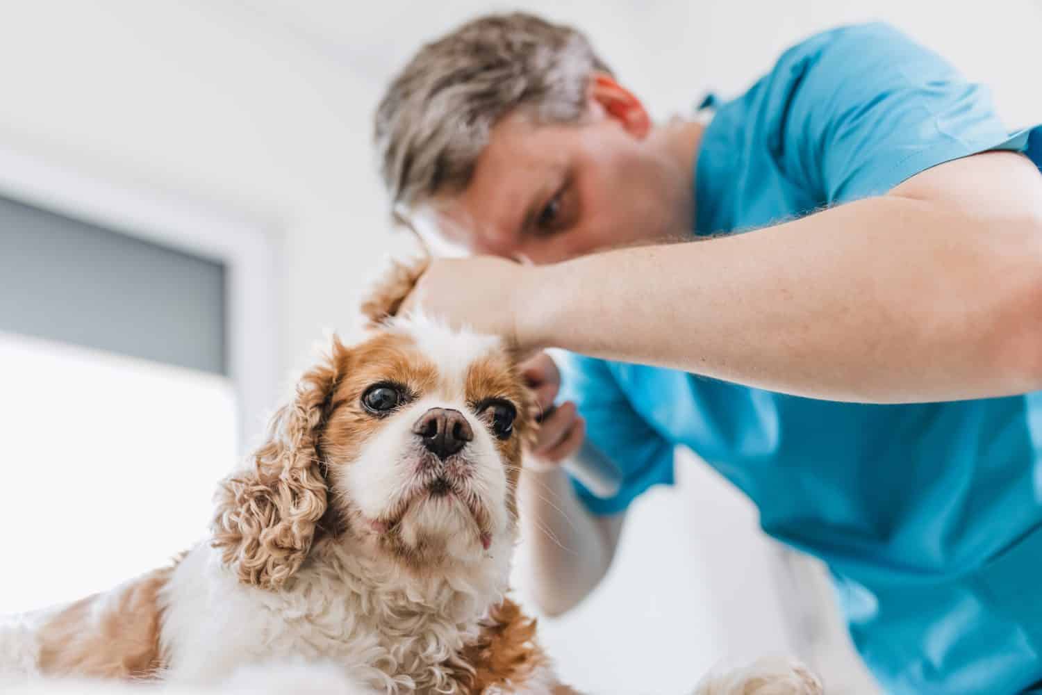 Veterinarian examining a dog's ears with an otoscope in a veterinary clinic. Pet wellness concept.