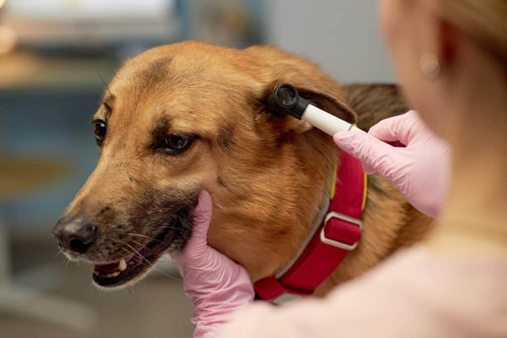 Portrait of mongrel brown dog receiving treatment at vets doctor during ear examination with otoscope at animal hospital