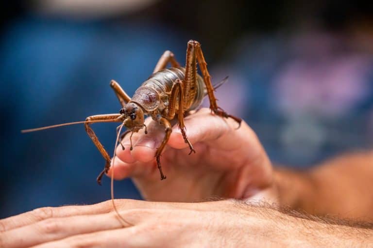 the closeup image of Little Barrier giant weta (Deinacrida heteracantha) in "Hidden New Zealand" of Auckland Zoo. Endemic to New Zealand, where it survived only on Hauturu (Little Barrier Island).