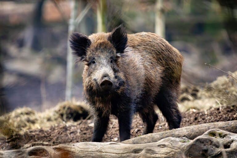 Wild Boar