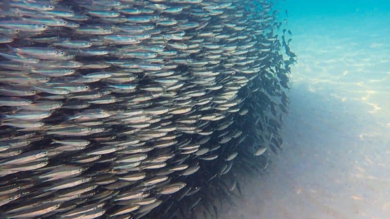 Underwater photo of school of small fish. Fishball in beautiful light with white sand bottom. Snorkeling in Koh Mook island in Thailand.