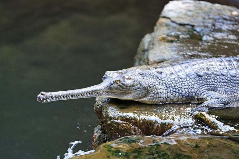 The gharial (Gavialis gangeticus), also known as gavial or fish-eating crocodile, is a crocodilian in the family Gavialidae.